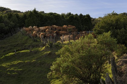 France, Ile de la Reunion, troupeau de vaches sur les pentes du volcan du Piton de la Fournaise
