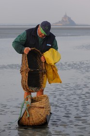 France, Manche (50), Baie du Mont-Saint-Michel, le pêcheur de grève Guy Jugan relevant ses filets de crevettes grises à l'aube
