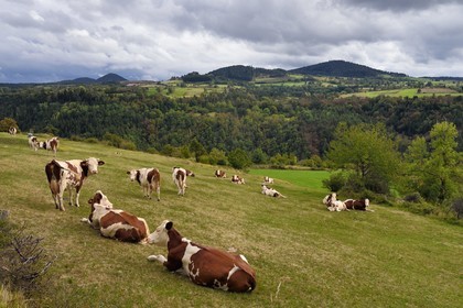 France, Haute-Loire (43), Chabreyres, plateaux du mont Mézenc, troupeau de vaches dans un pré