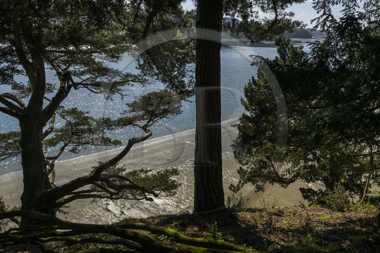 France, Côtes-d'Armor, Plouguiel, the Kestellic Botanical Garden, classified as a remarkable garden, overlooking the Jaudy river