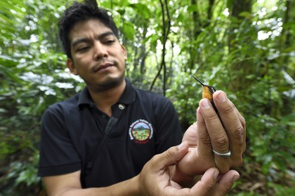 Nicaragua, Granada Department, Mombacho Volcano Nature Reserve, the biologist Roger Mendieta from the NGO foundation Cocibolca with a hummingbird caught in his nets for observation