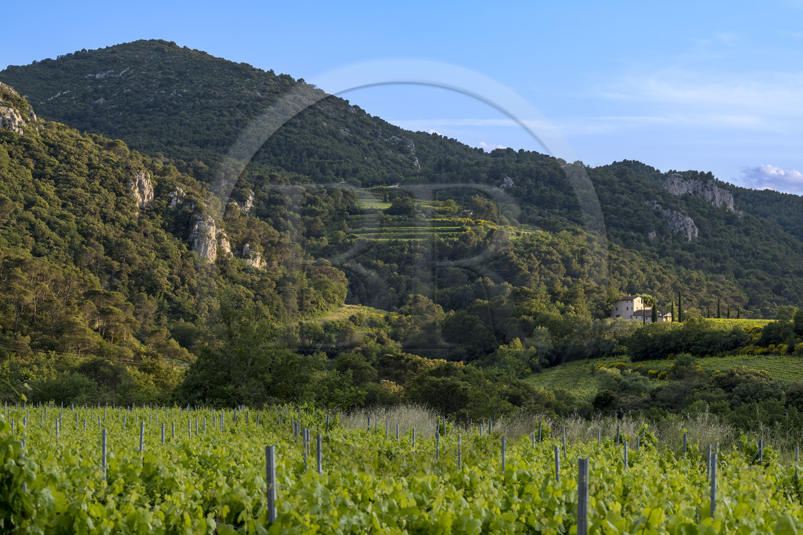 France, Vaucluse (84), Dentelles de Montmirail, Le Barroux, le vignoble en restanques et la garrigue