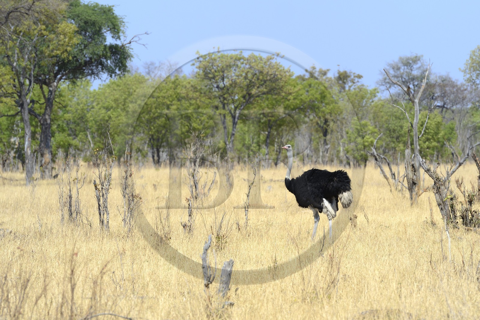 Zimbabwe, province de Matabeleland septentrional, parc national Hwange, autruche d’Afrique (Struthio camelus) male