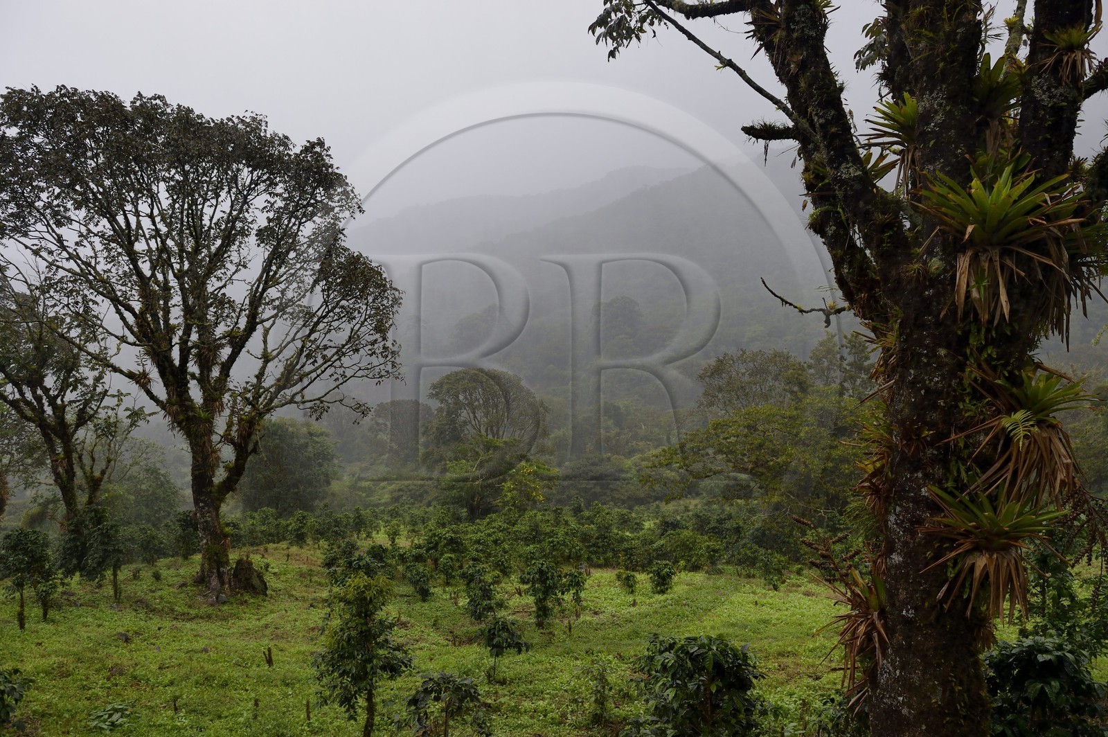 Panama, province de Chiriqui, Boquete, plantation de café Finca Lerida sur les pentes du volcan Baru