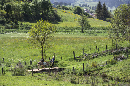 France, Haute-Loire (43), Landos, randonnée avec un âne sur le chemin de Stevenson (GR 70)
