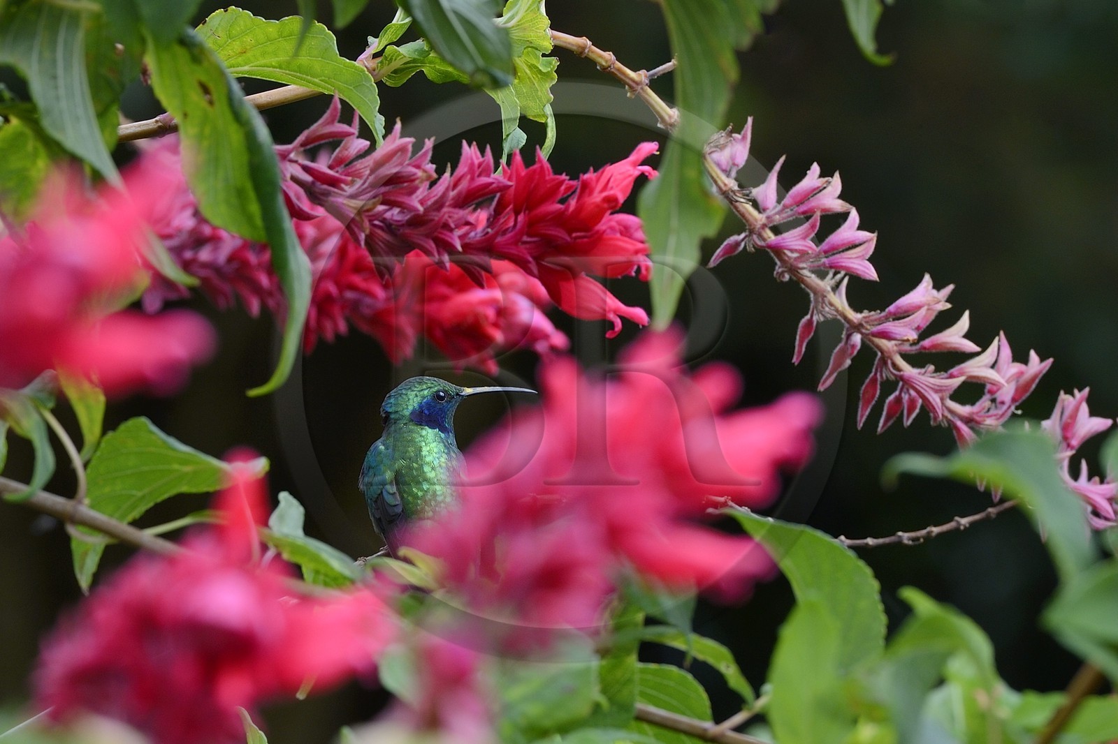 Panama, Chiriqui province, Boquete, Coffee Plantation Finca Lerida, Hummingbird