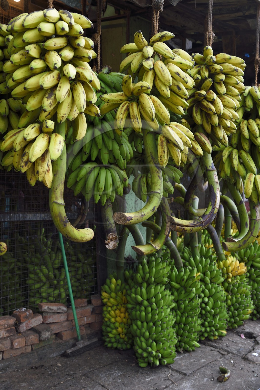 Sri Lanka, Western Province, Colombo District, Colombo, Manning fruits and vegetables market in Pettah district