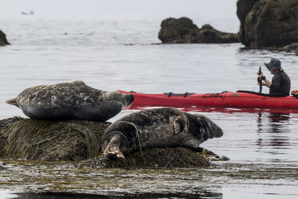 France, Finistère (29), Penmarch, archipel des Étocs, sortie en kayak du Centre nautique du Guilvinec à la découverte du phoque gris (halichoerus grypus) dans les rochers à marée basse