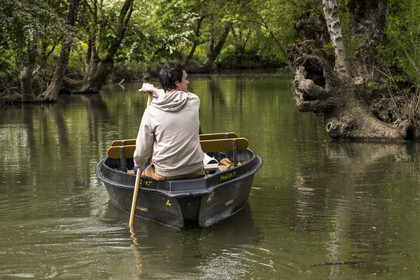 France, Vendée (85), Parc Interrégional du Marais Poitevin labellisé Grand Site de France, Maillezais, batelier effectuant une promenade en barque dans les conches sur les affluents de l'Autise