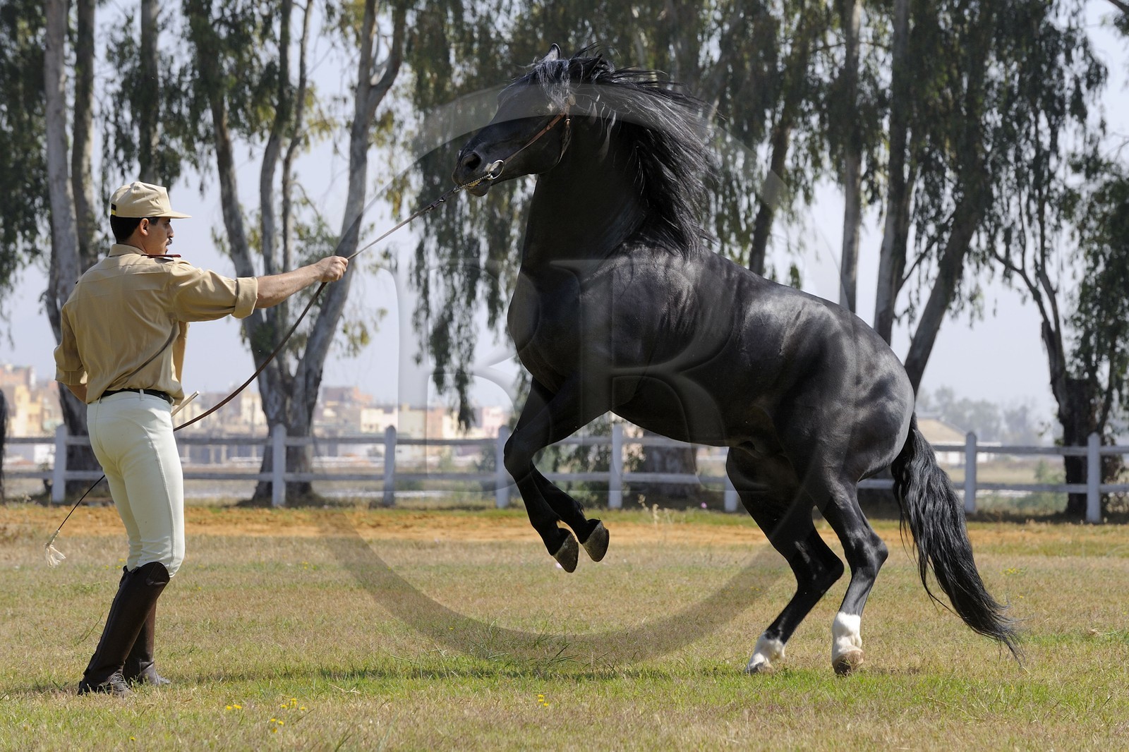Morocco, Meknes Tafilalet Region, Royal Stud farm of Meknes, Oumas thoroughbred Arabian Barb horse