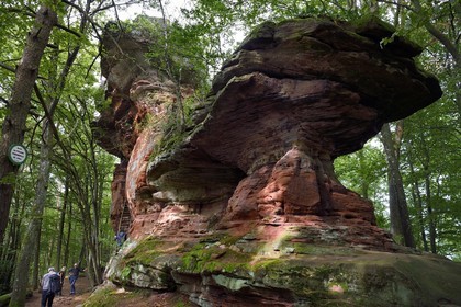 France, Bas-Rhin (67), Parc naturel régional des Vosges du Nord, Niedersteinbach, foret domaniale de Steinbach, rocher en grès appelé Rocher des Tziganes
