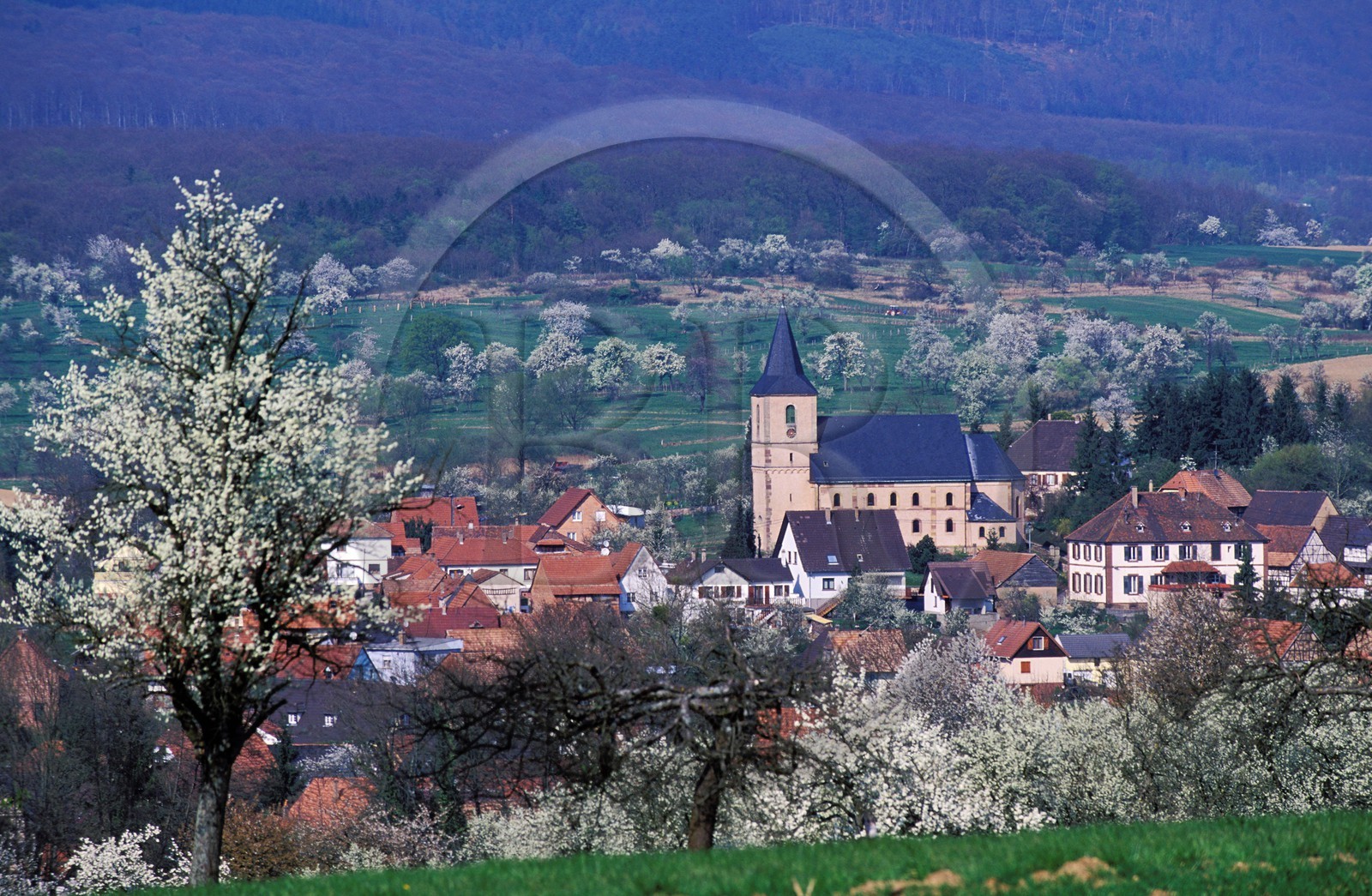 France, Bas-Rhin (67), Preuschdorf, arbres fruitiers en fleurs