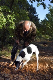 France, Var (83), Bauduen, recherche des truffes dans la truffière du Domaine du Hameau des Clos, le trufficulteur Marcel Demaria avec son chien