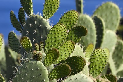 Italie, Sicile, iles Eoliennes, classées Patrimoine Mondial de l'UNESCO, Ile de Lipari, figue de Barbarie (Opuntia ficus-indica)