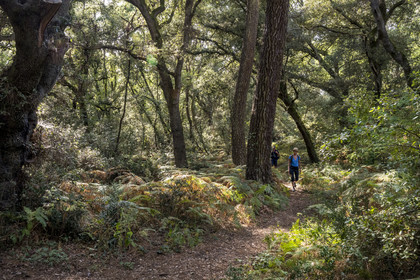 France, Vendée (85), Talmont Saint Hilaire, Holm oak forest of the Bois du Veillon in the hinterland of Pointe du Payré