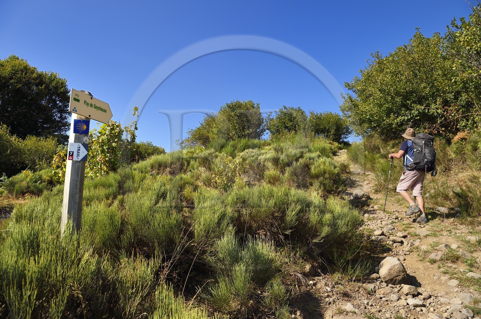 France, Cantal (15), Parc Naturel Régional des Volcans d'Auvergne, Laveissière, sur le chemin de Saint-Jacques de Compostelle par la Via Arverna, randonneurs sur les pentes du Puy de Seycheuse