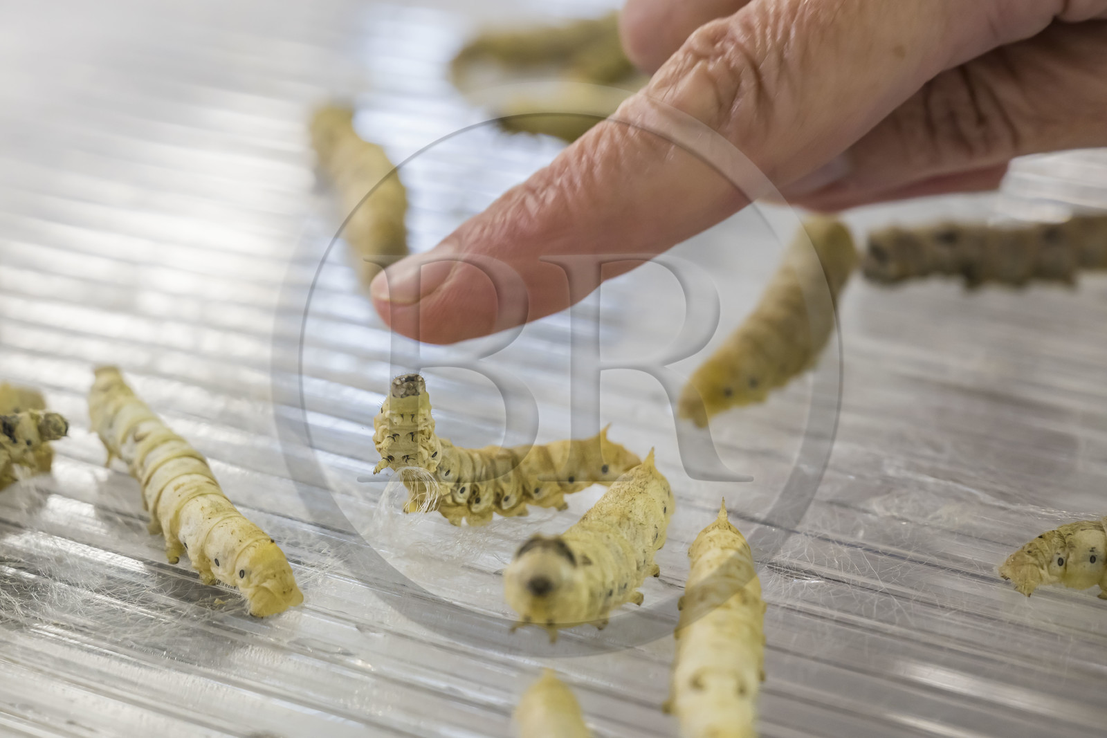 France, Gard (30), Monoblet, l'Atelier Sericyne relance la sériciculture française, élevage de vers à soie et production de soie d'exception et intissée pour la réalisation d'objets de décoration