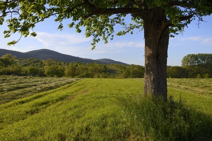 France, Bas-Rhin (67), Hengwiller, paysage champêtre