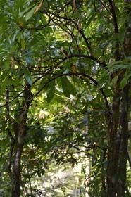 Panama, province de Chiriqui, Parc national marin du Golfe de Chiriqui, Isla Palenque, Petite Buse (Buteo platypterus) dans la forêt tropicale