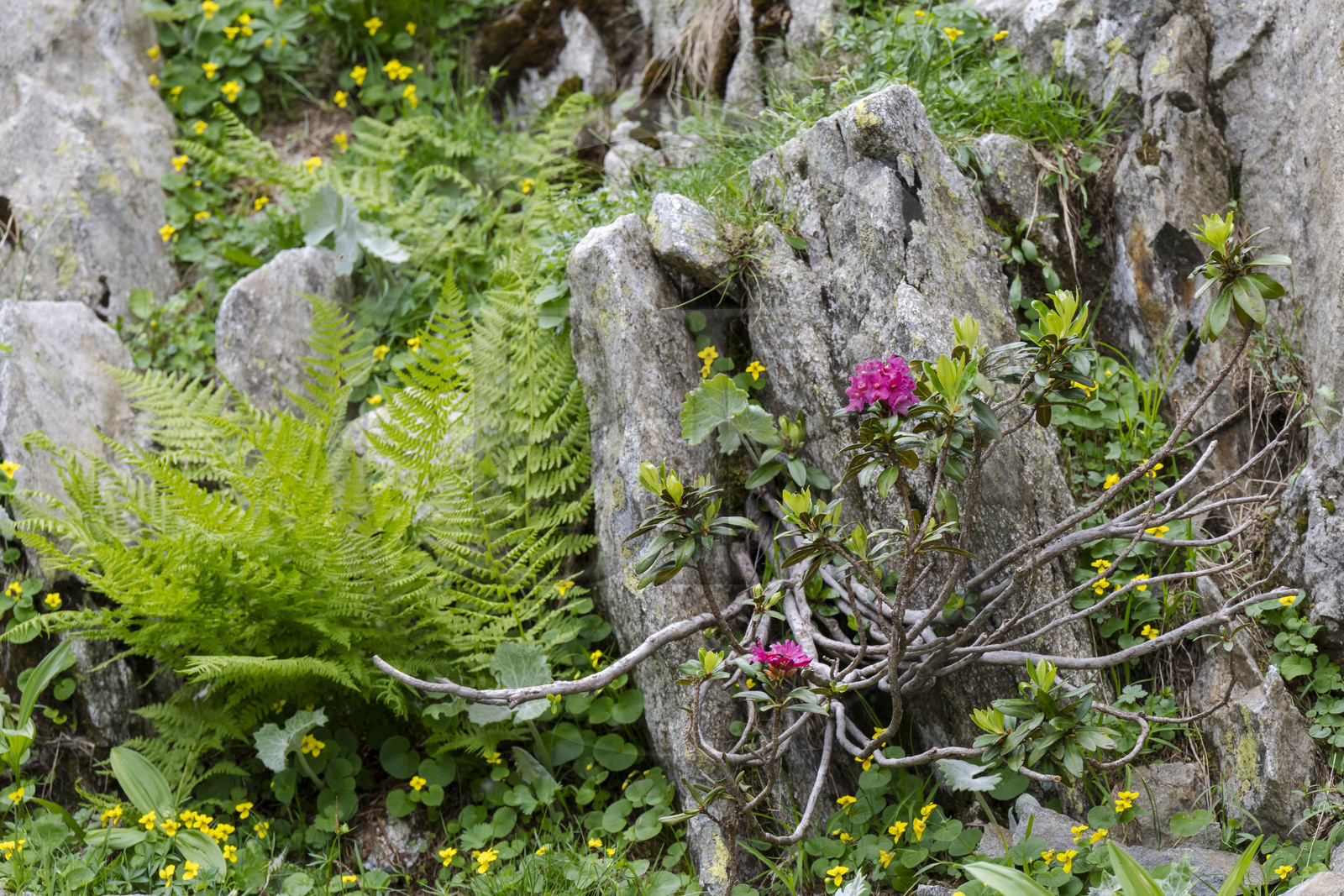 France, Alpes-Maritimes (06), parc national du Mercantour, Haute-Vésubie, Saint-Martin-Vésubie, Val du Haut Boréon, Rhododendron ferrugineux