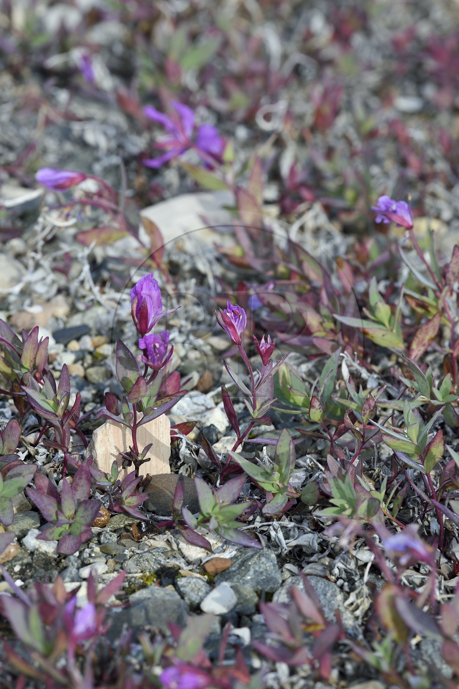 Groenland, cote ouest, Baie de North Star, Dundas (Thulé), toundra, épilobe à feuilles larges (chamerion latifolium), fleur emblématique du pays