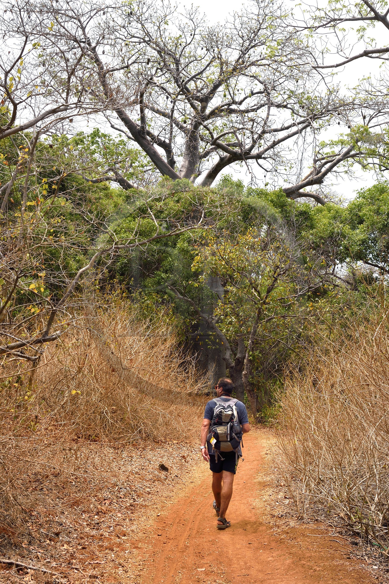 France, Mayotte island (French overseas department), Grande-Terre, M'Tsamoudou, Saziley headland, hikers on the long-distance hiking trail going around the island
