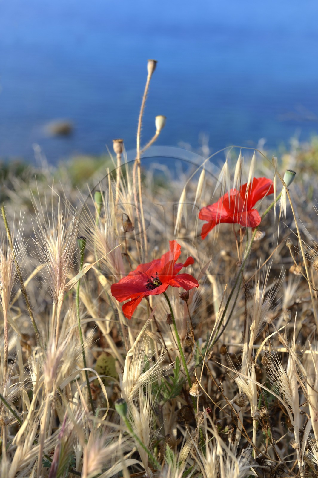Grèce, Les Cyclades, mer Égée, île de Mykonos, coquelicot (Papaver rhoeas)