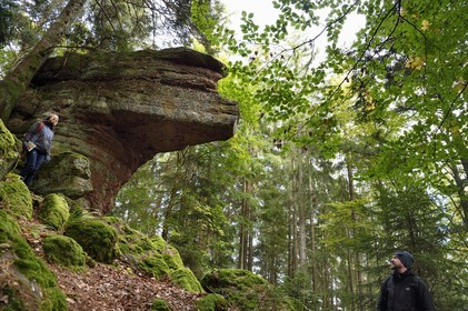 France, Haut-Rhin (68), Thannenkirch, randonnée dans le massif du Taennchel, site dit du Rocher Pointu