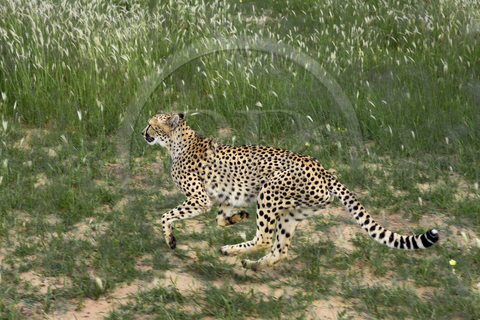 Namibie, Otjiwarongo, Cheetah Conservation Fund, centre de recherche et d'éducation, guépard (Acinonyx jubatus) entrainé à courir pour rester en forme et sain