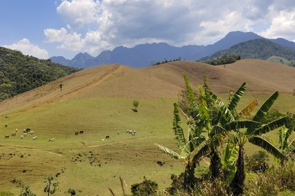 Brésil, Etat de Rio de Janeiro, Serra da Mantiqueira, vaches au prés  (Route de l'or, Estrada Real)