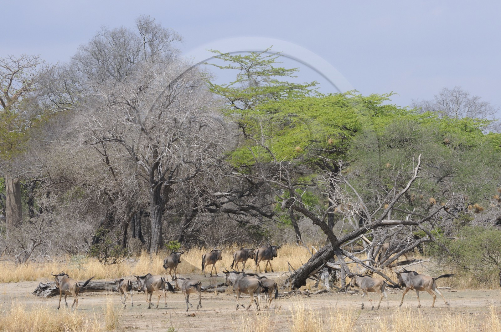 Tanzanie, Reserve de gibier de Selous une des plus grandes zones protégées au monde et inscrite sur la liste du patrimoine mondial de l’Unesco depuis 1982, troupeau de gnous