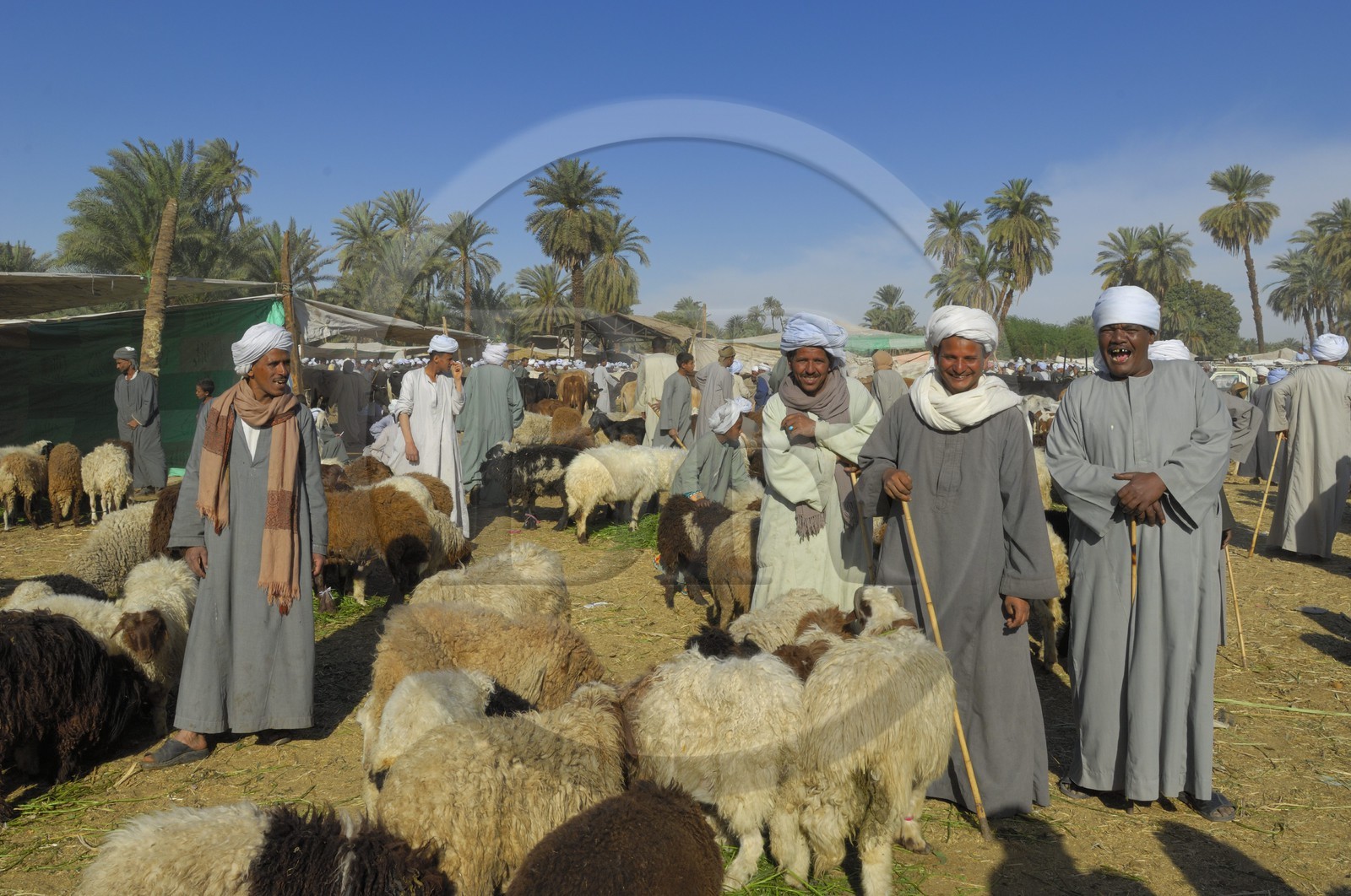 Egypt, Upper Egypt, Daraw in North Aswan, animal market, sellers of sheep and goats