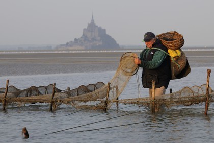 France, Manche (50), Baie du Mont-Saint-Michel, le pêcheur de grève Guy Jugan relevant ses filets de crevettes grises à l'aube