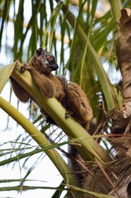 France, Ile de Mayotte, Grande-Terre, Kani-Keli, le Jardin Maoré à la plage de N’Gouja, Lémur fauve (Eulemur fulvus mayottensis) appelé aussi maki