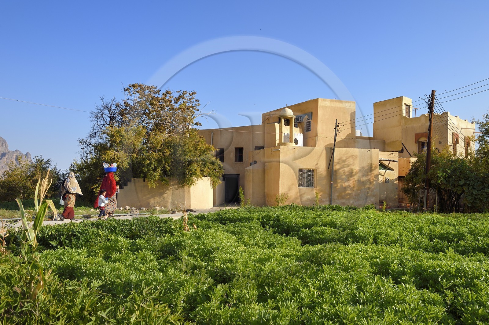 Sultanate of Oman, South Batinah Governorate, Western Hajar, Wadi Mistall, Wakan (Wukan) village, terrace cultivation above the village of Wakan (Wukan), fields of beans and lentils