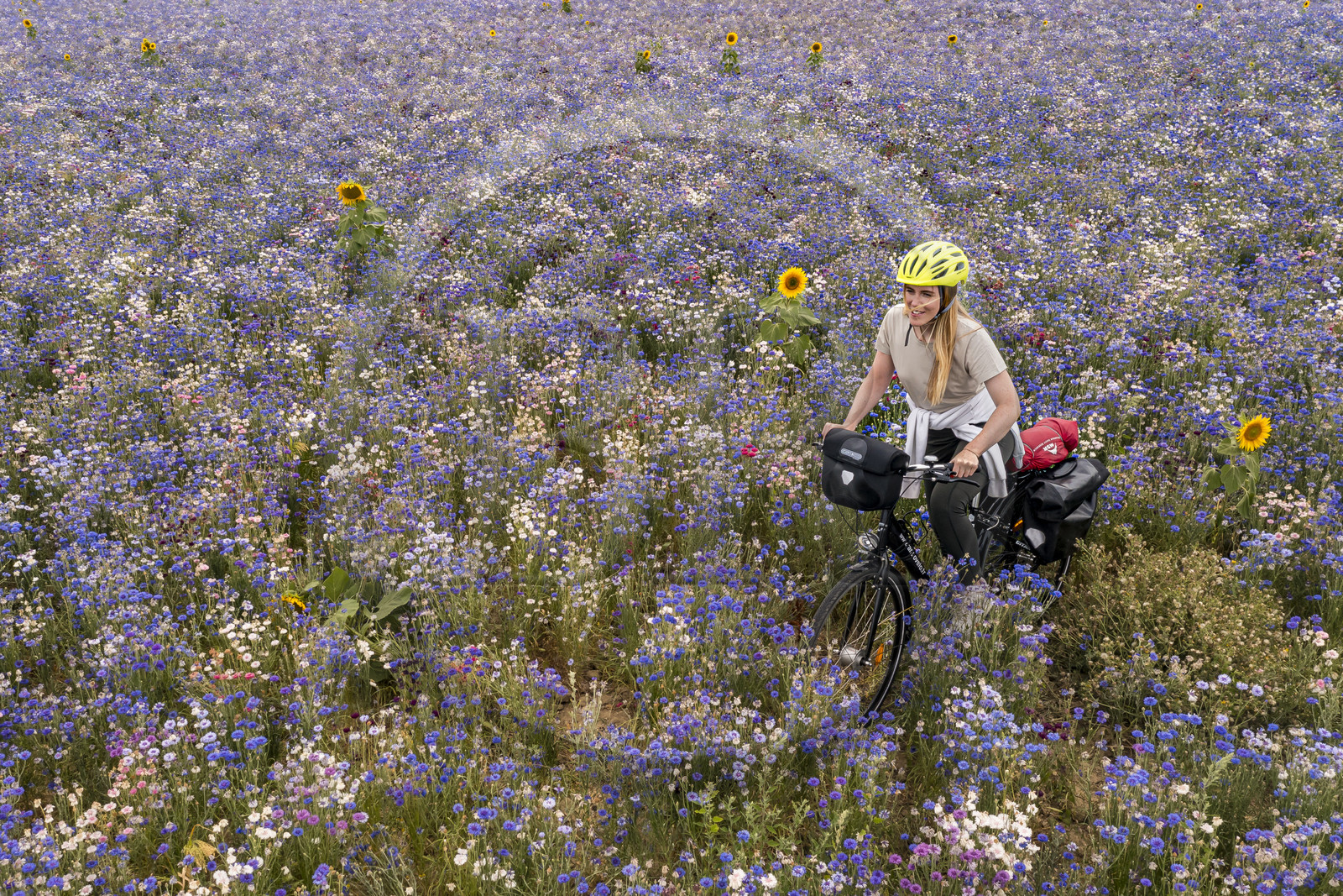 France, Maine-et-Loire (49), vallée de la Loire classée au Patrimoine Mondial par l'UNESCO, Saumur vers Saint-Hilaire, randonnée à bicyclette, cycliste dans un champ de bleuets (Cyanus segetum) (vue aérienne)