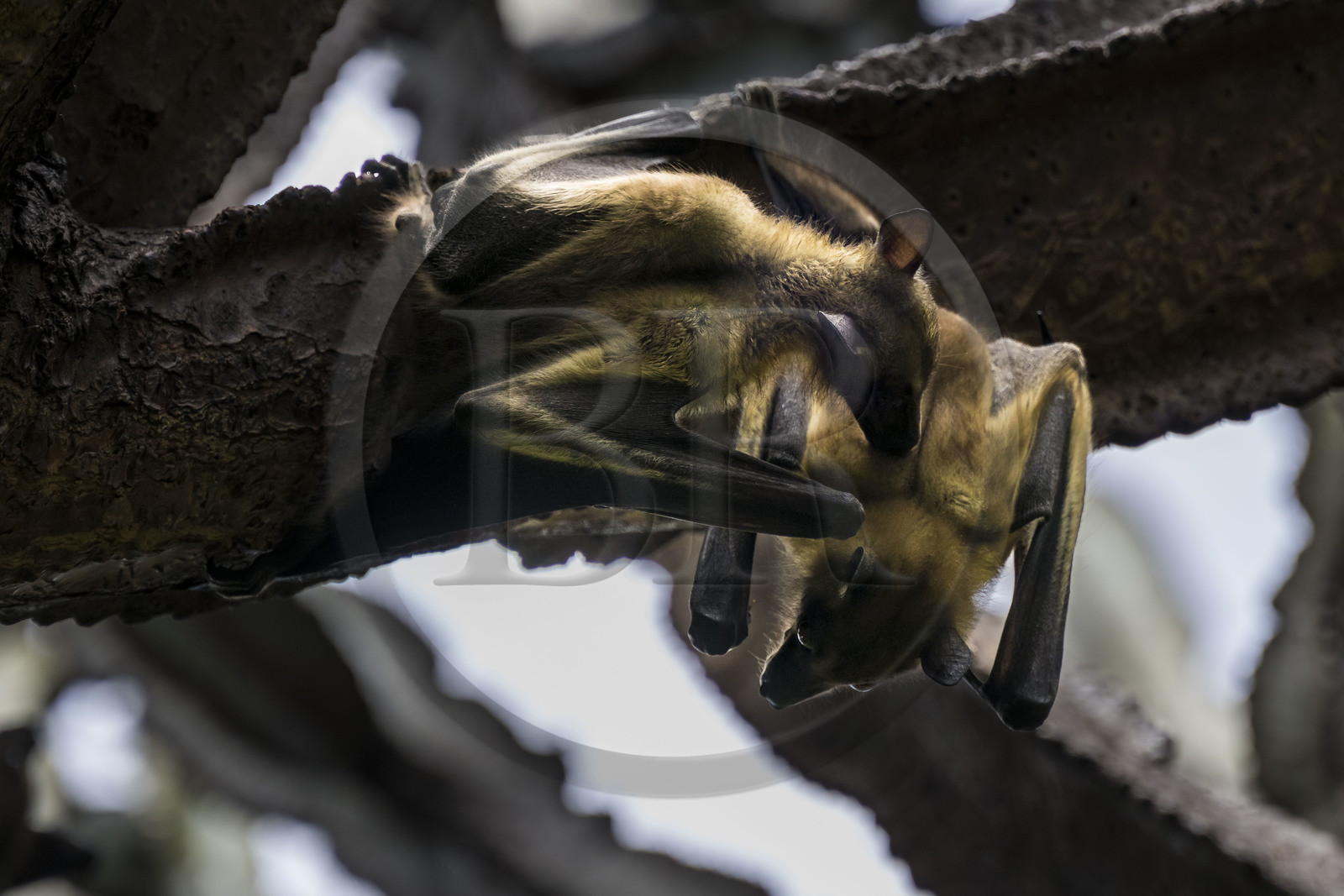 Rwanda, Western Province, Karongi (formerly named Kibuye), lake Kivu, Napoleon Island or Tembabagoyi, straw-coloured fruit bat (Eidolon helvum) in a Candelabra Euphorbia
