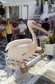 Grèce, Les Cyclades, mer Égée, île de Mykonos, Chora (Mykonos town), le pélican est devenu la mascotte de la ville