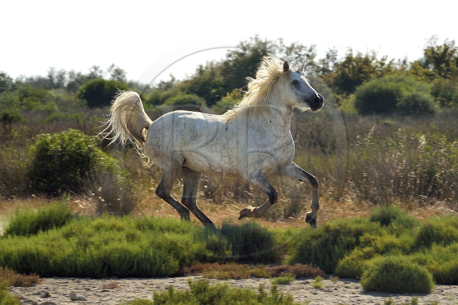 France, Bouches-du-Rhône (13), Parc naturel régional de Camargue, vers l'étang de Malagroy, manade Jacques Mailhan, cheval de Camargue dans la sansouire