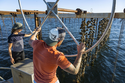 France, Hérault (34), Etang de Thau, Mèze, les producteurs de coquillages Quentin et Emmeline, l'élevage en suspension sur des cordes dans le parc à huitres