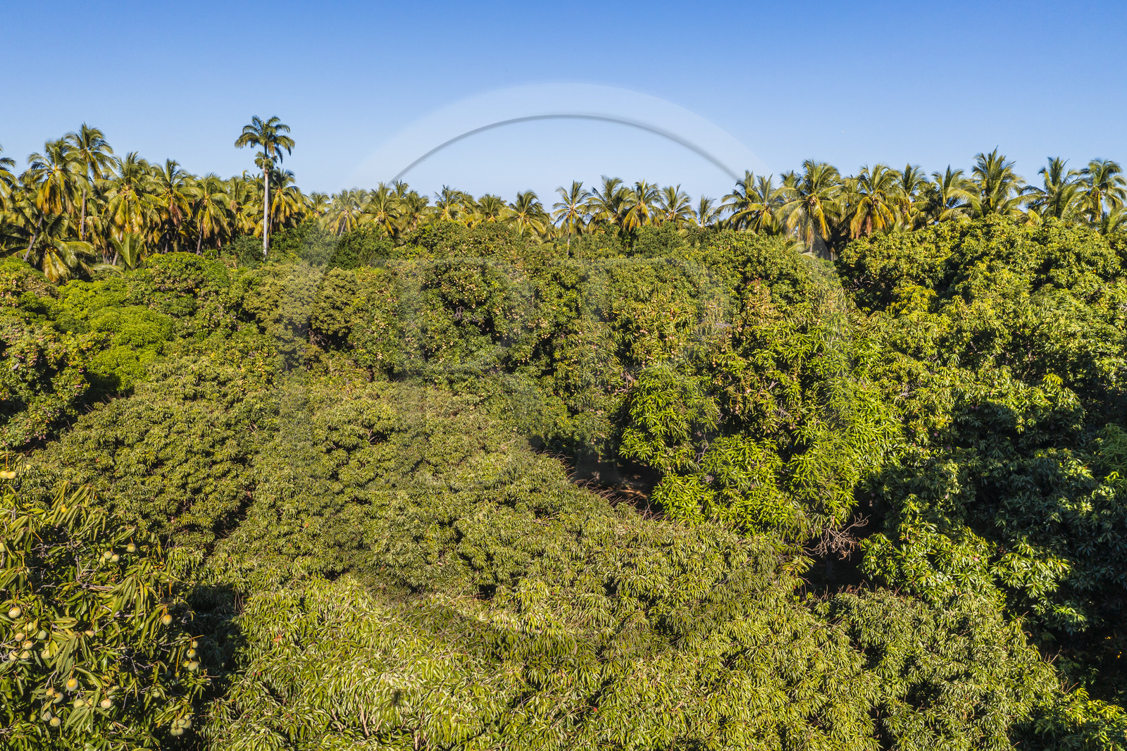 France, Ile de la Reunion, Saint-Paul, verger de mangue Laperrière au Tour-des-Roches en bordure de la réserve naturelle nationale de l'Etang de Saint-Paul, manguier bicentenaire avoisinant un cocotier (vue aérienne)