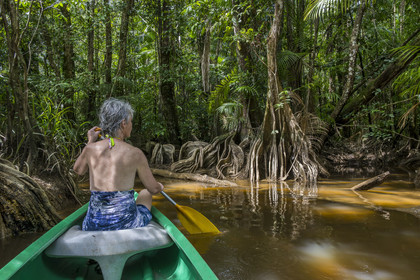 France, French Guiana, Kourou, Maripas camp in the rainforest, canoe trip to discover a crique (creek), a small river, tributary of the Kourou River, Pterocarpus officinalis with large undulating buttresses or moutouchi-marsh in Guyanese Creole