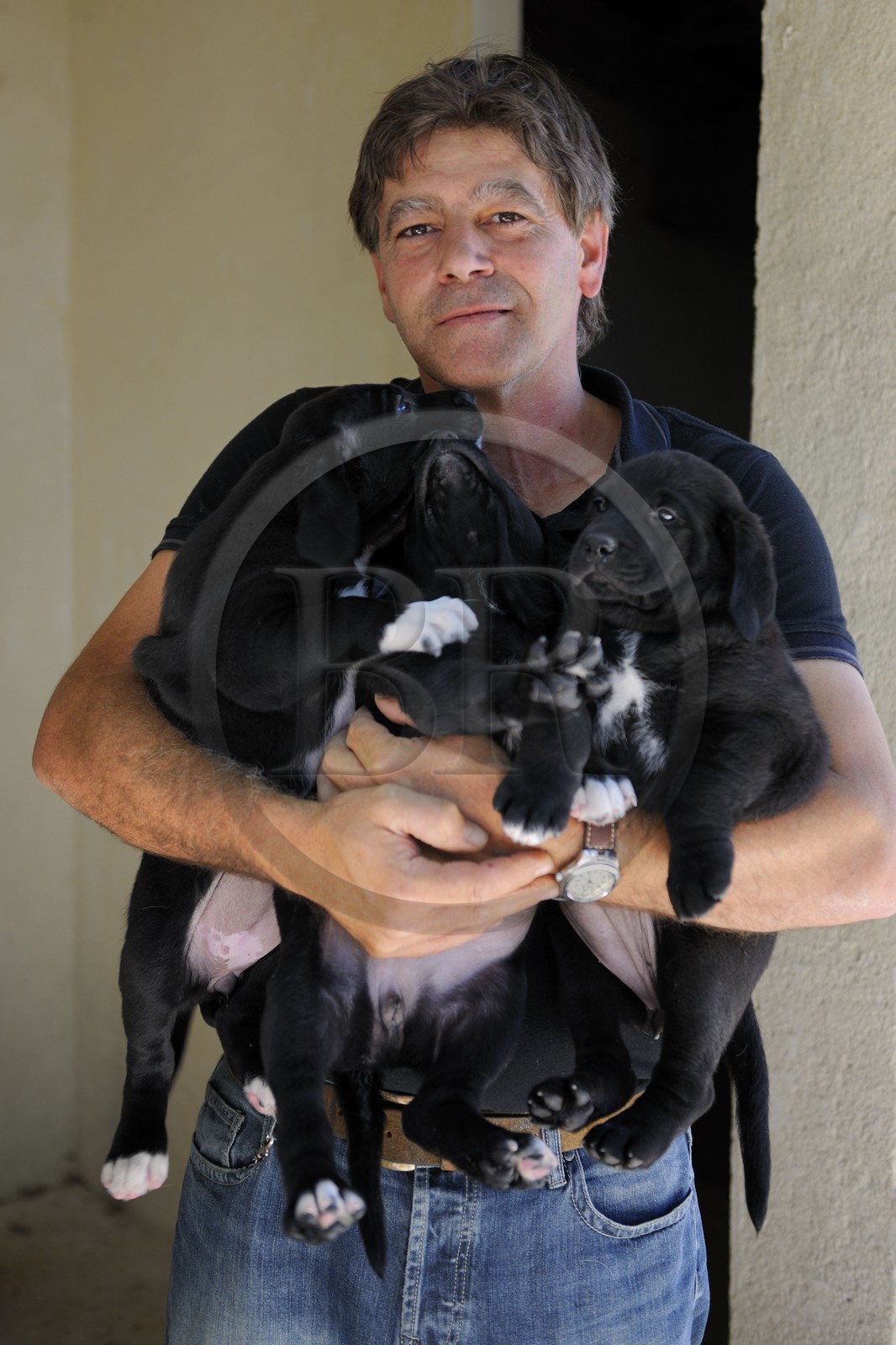 France, Gard, region of the Pays d'Uzege, Uzes, Michel Tournayre creator of the “Truffières du Soleil” on his truffle plantation with his young truffle dogs