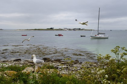 France, Finistere, La Foret Fouesnant, Glenan islands, Drenec island, the Pogo 10.50 surrounded by seagulls