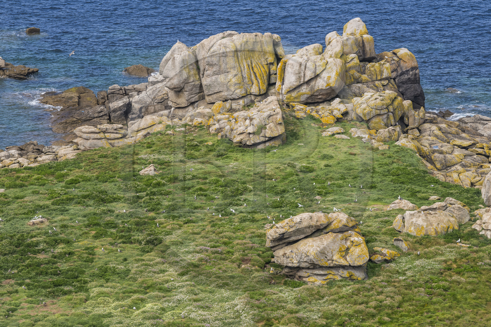 France, Finistère (29), Pays des Abers, Ile Vierge dans l'archipel de Lilia, de très nombreux goélands peuple l'île en période de nidification