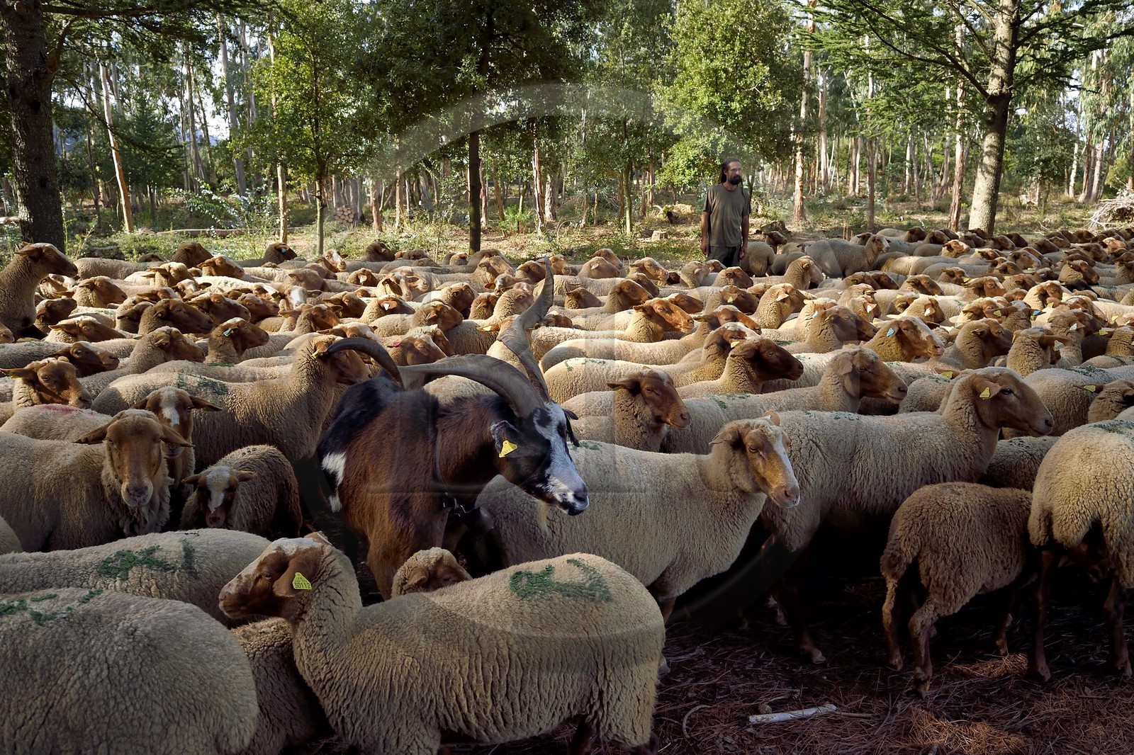 France, Var (83), Massif des Maures, Collobrières, plateau Lambert, le berger Laurent Ripert entouré de ses 400 moutons mourérous