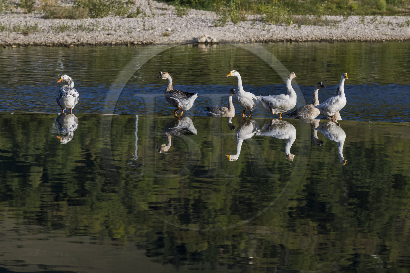 France, Aveyron, Millau, geese on the small dam on the Tarn river