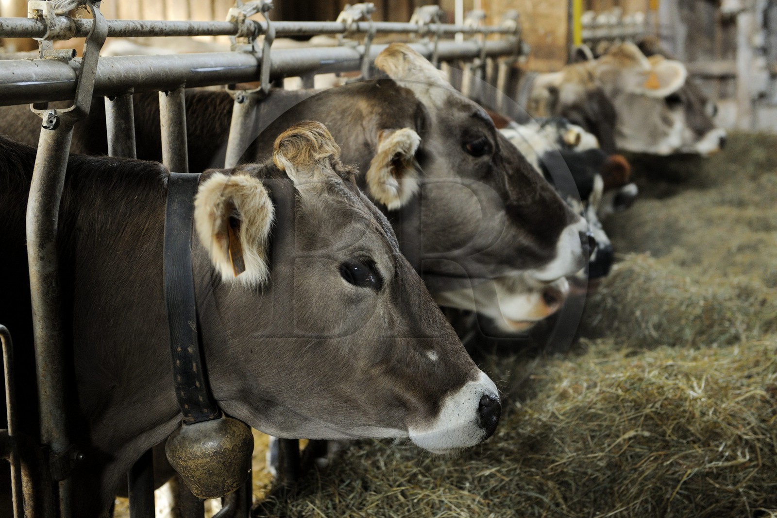 France, Haut-Rhin (68), la route des Crêtes, ferme auberge marcaire du Grand Hêtre, les vaches à l'étable