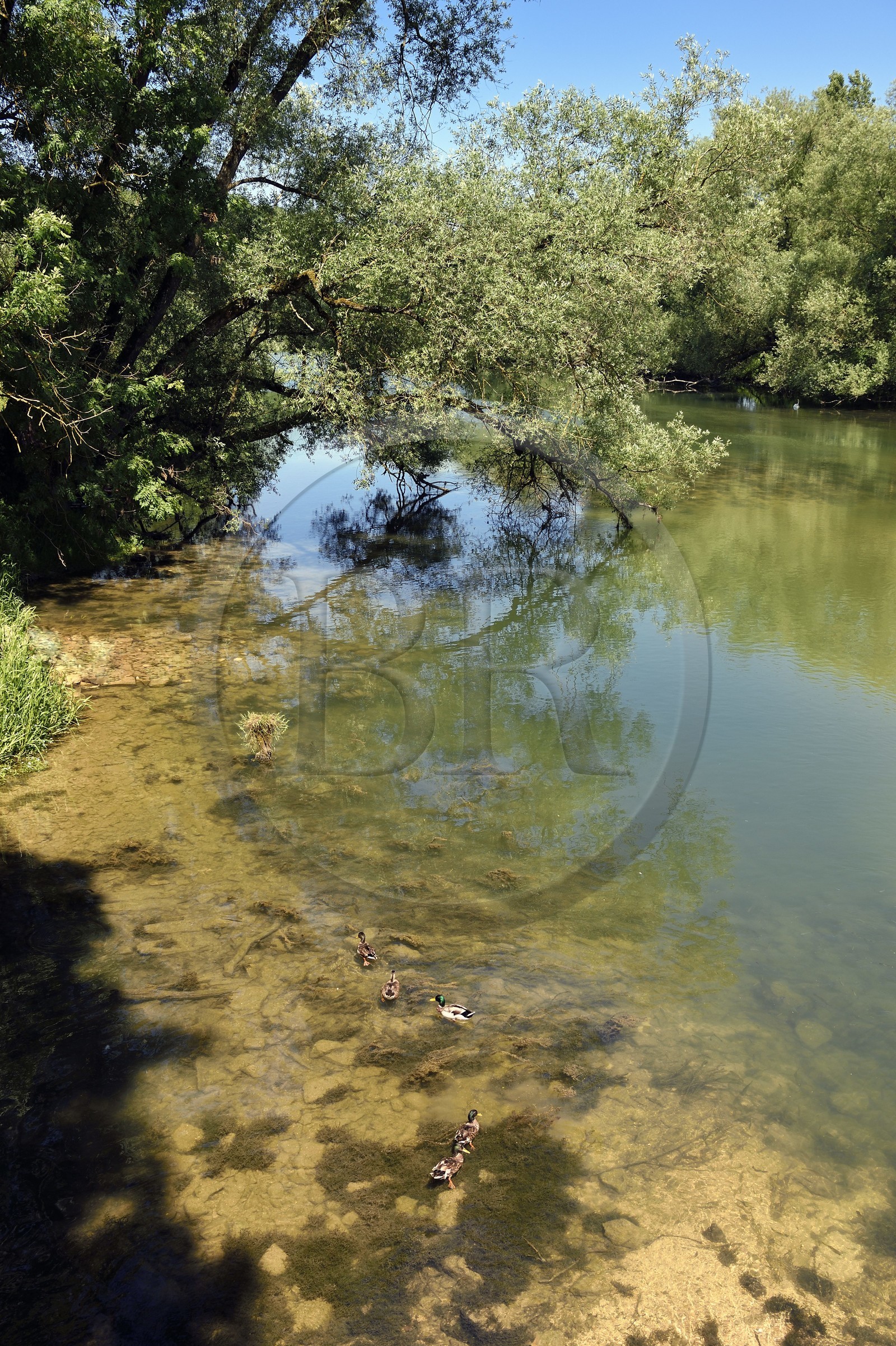 France, Meuse (55), Génicourt-sur-Meuse, Villiers-sur-Meuse, les rives de la Meuse