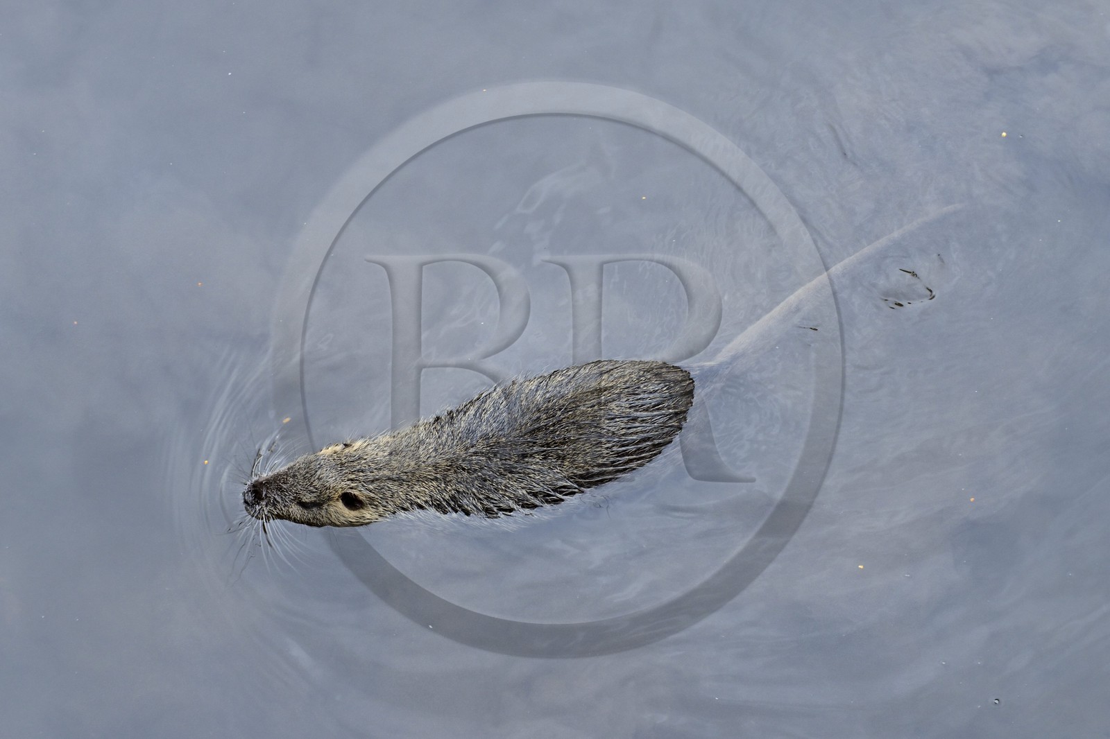 France, Haut-Rhin (68), Colmar, un ragondin (Myocastor coypus)